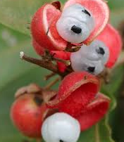 fruit de guarana